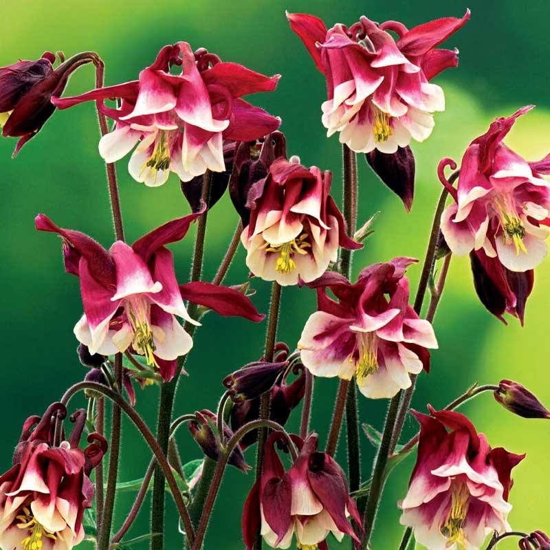 Akelei 'Winky Double Red-White'