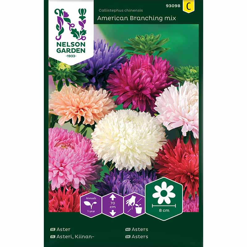 Sommeraster 'American Branching mix'