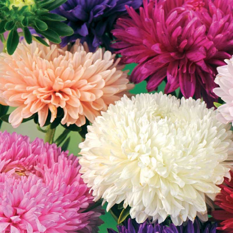 Sommeraster 'American Branching mix'