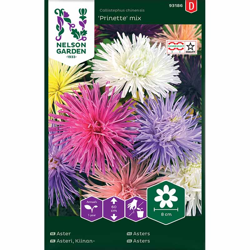 Sommeraster 'Prinette' mix