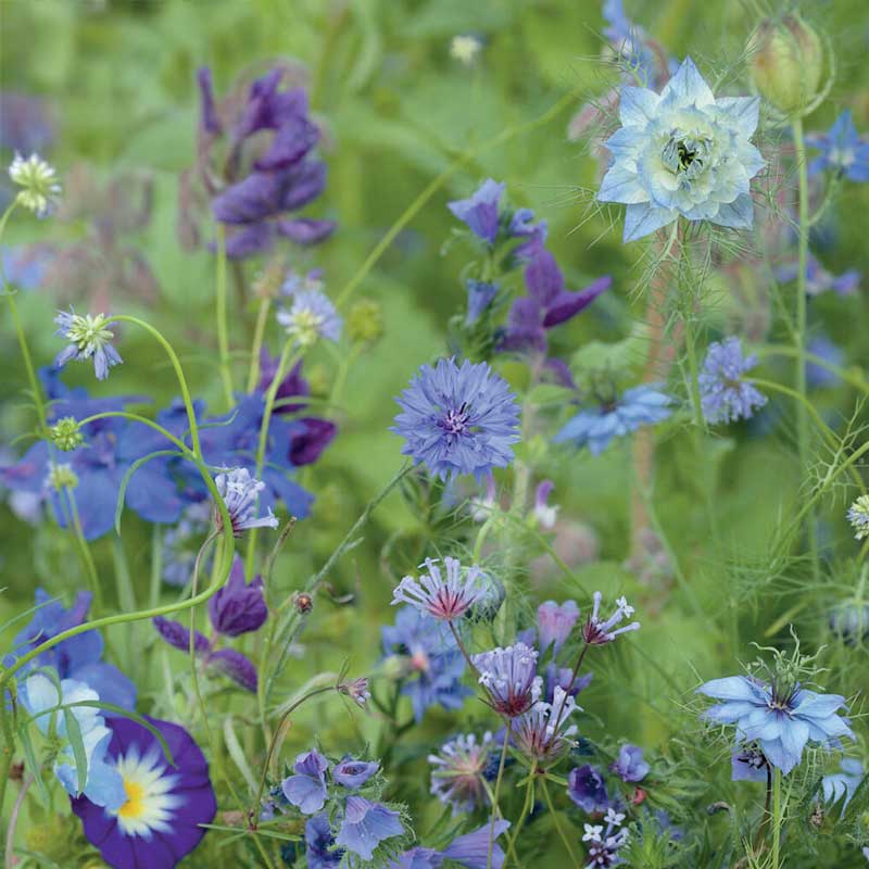 Sommerblumenmischung 'Blue Shades'