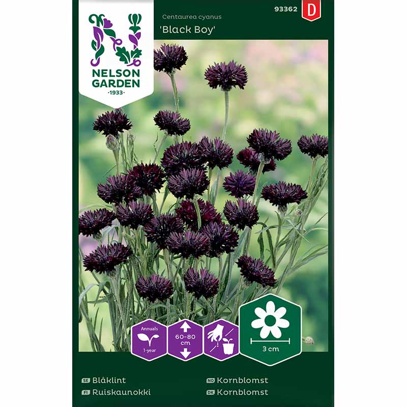 Kornblume 'Black Boy'