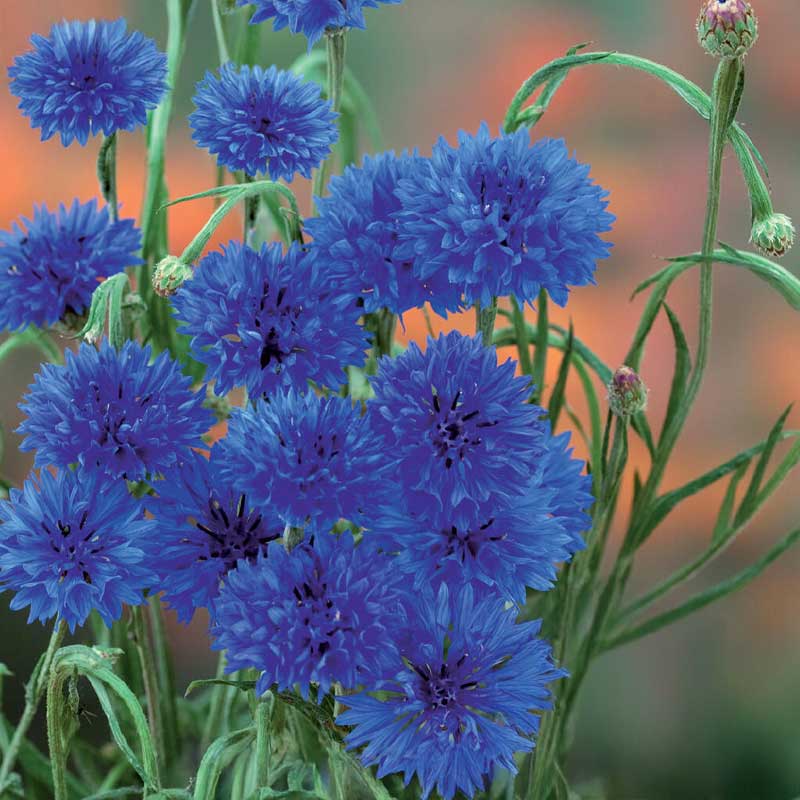 Kornblume 'Blue Boy'