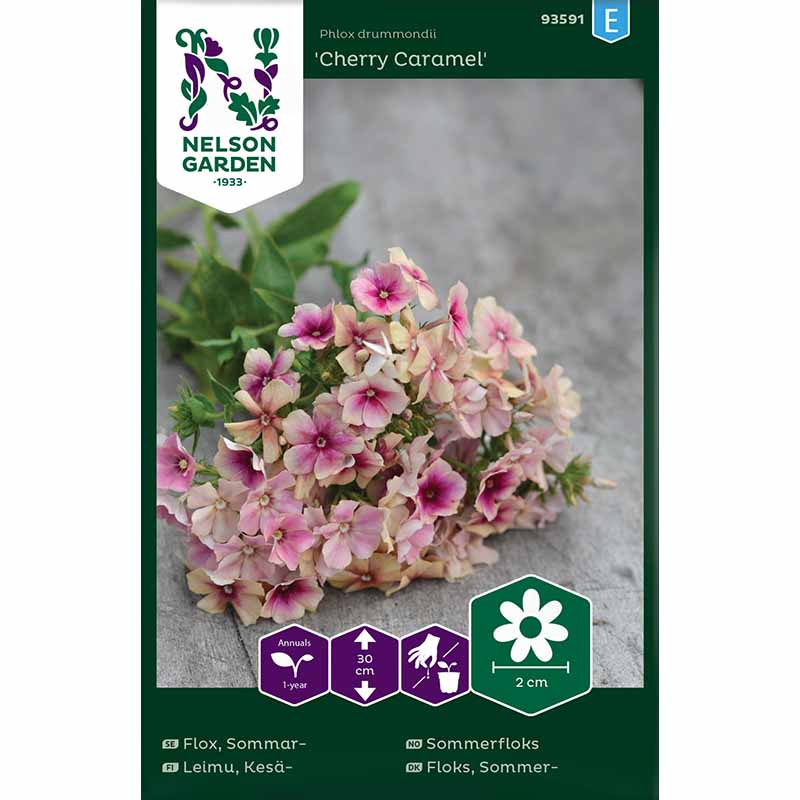 Sommerphlox 'Cherry Caramel'