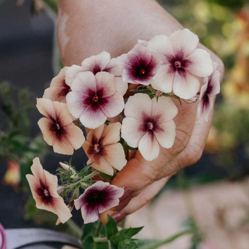 Sommerphlox 'Cherry Caramel'
