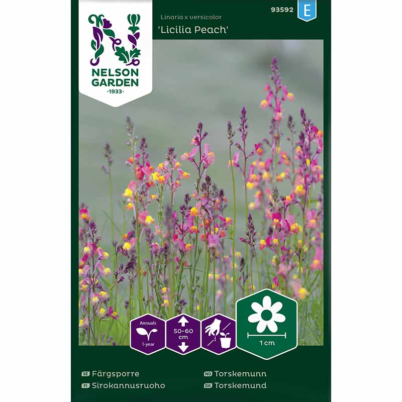 Leinkraut 'Licilia Peach'