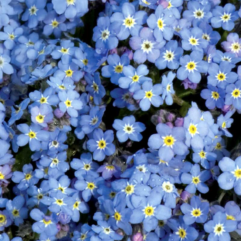 Wald-Vergissmeinnicht 'Blue Ball'