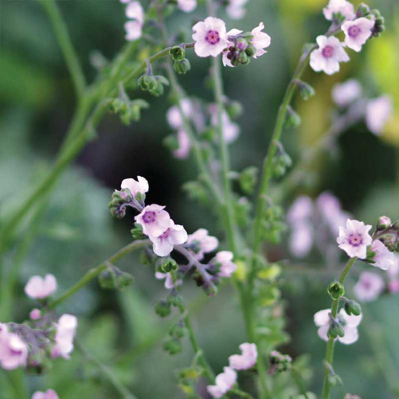 Chinesisches Vergissmeinnicht 'Mystery Rose'
