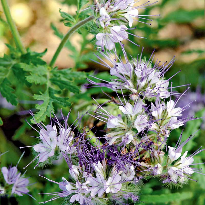 Phacelia blau Organic