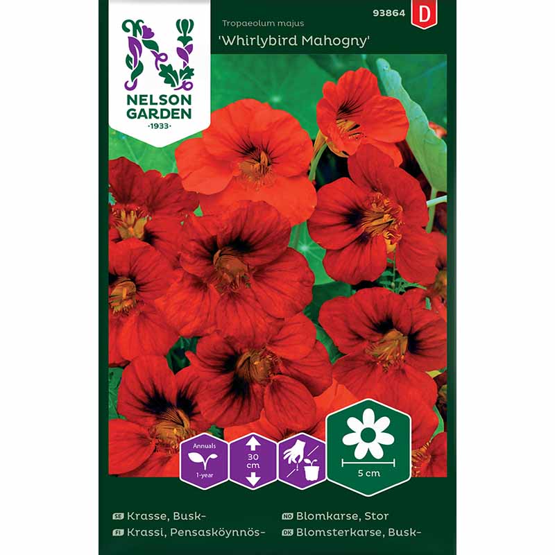 Zwerg-Kapuzinerkresse 'Whirlybird Mahogny'