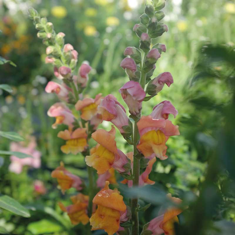 Löwenmaul 'Opus Early Bronze' F1