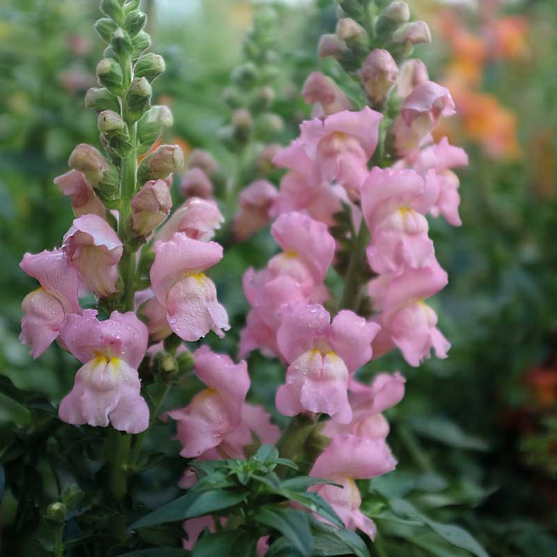 Löwenmaul 'Opus Pink' F1