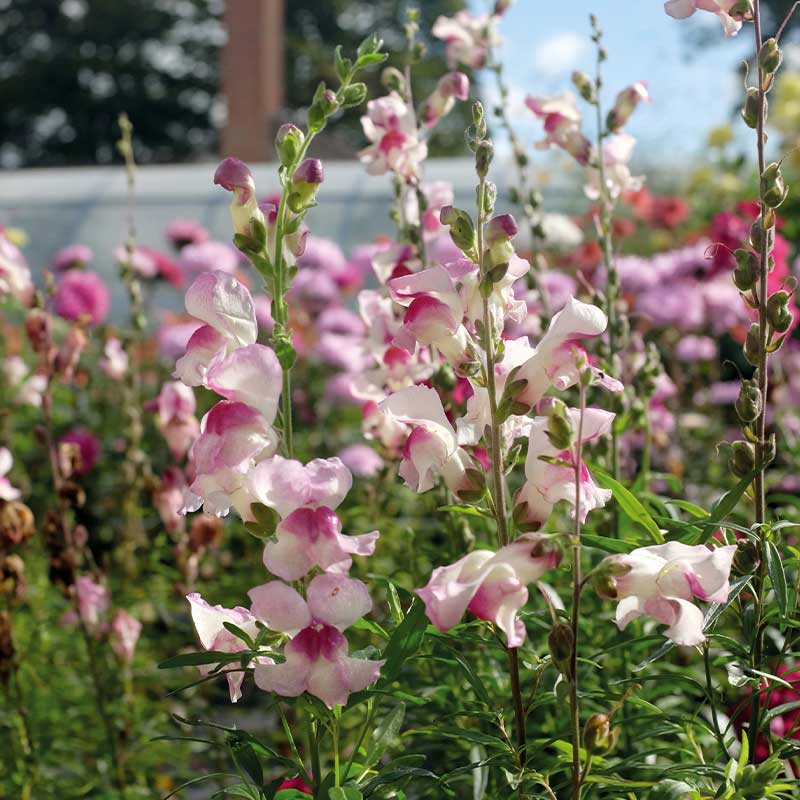 Löwenmaul 'Lucky Lips'