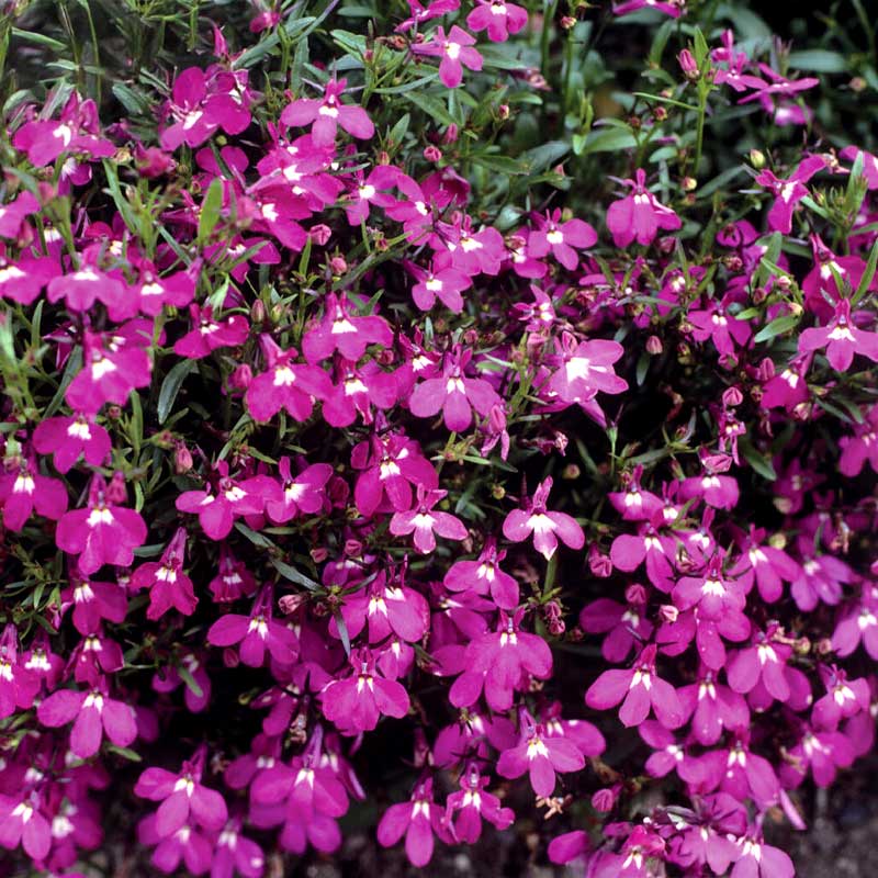Hängelobelie 'Red Cascade'