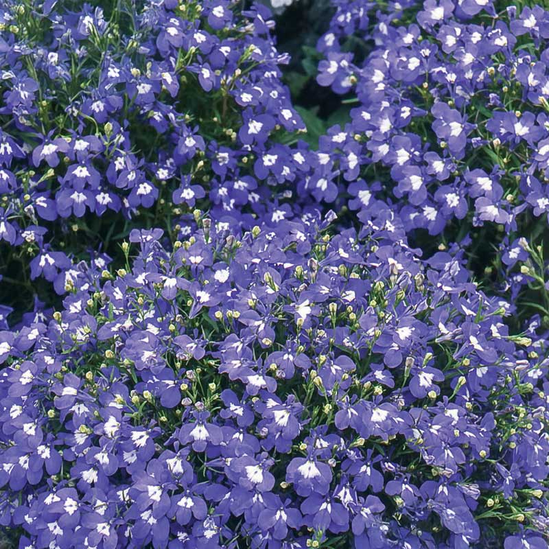 Hängelobelie 'Saphir'