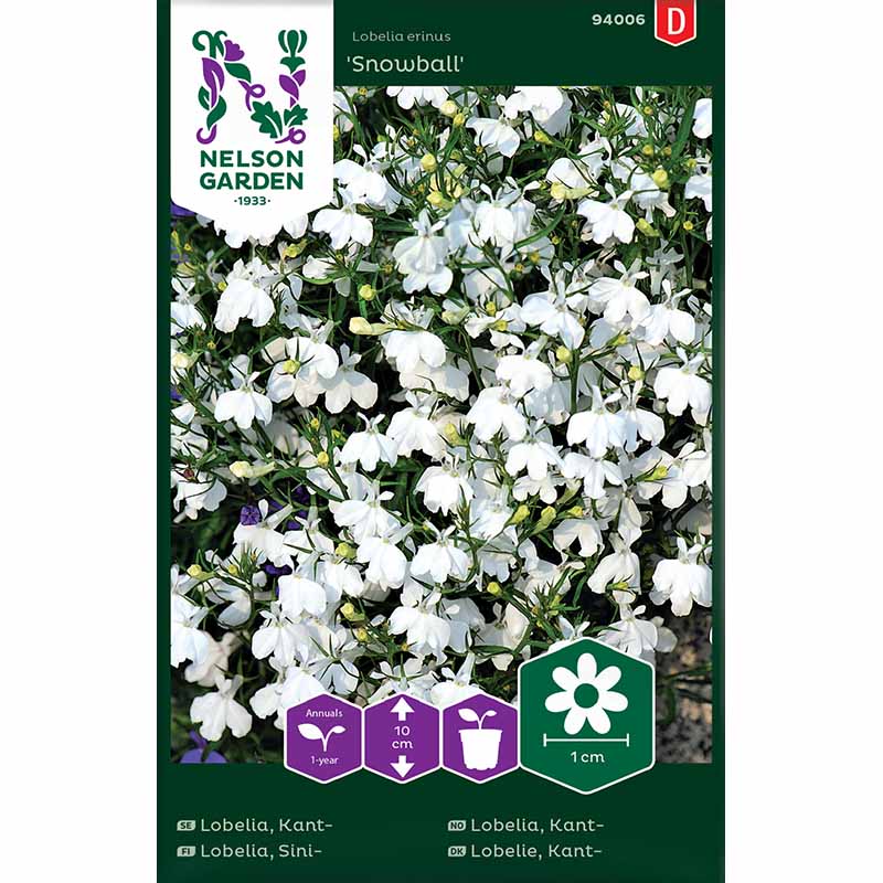Beet-Lobelie 'Snowball'