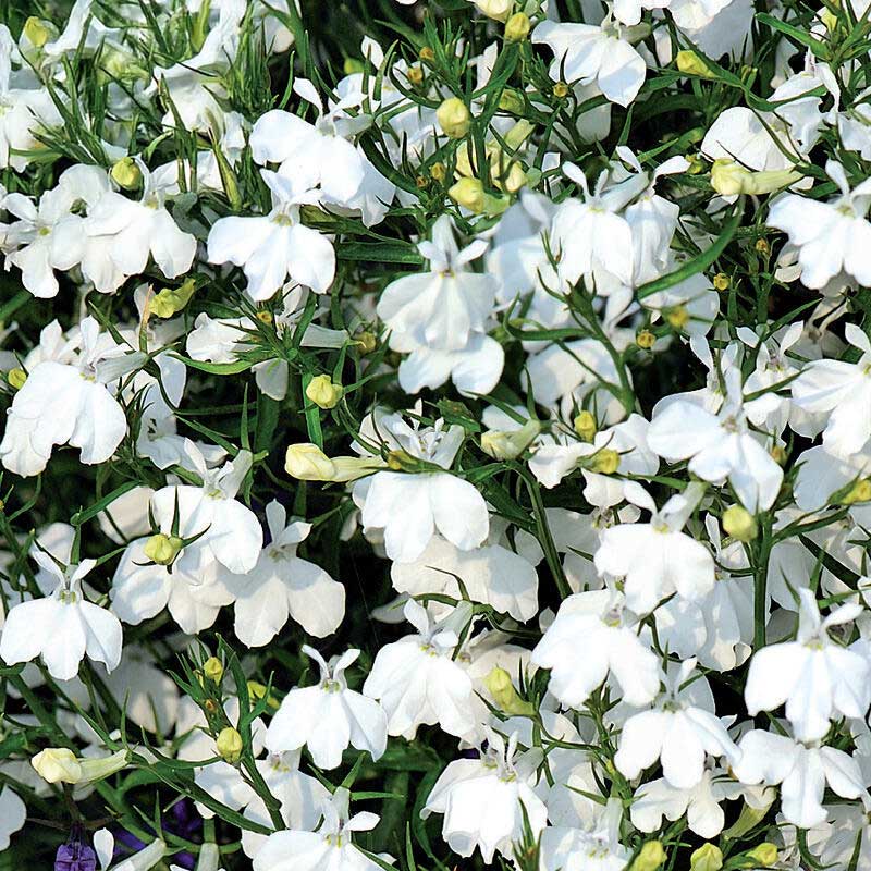 Beet-Lobelie 'Snowball'