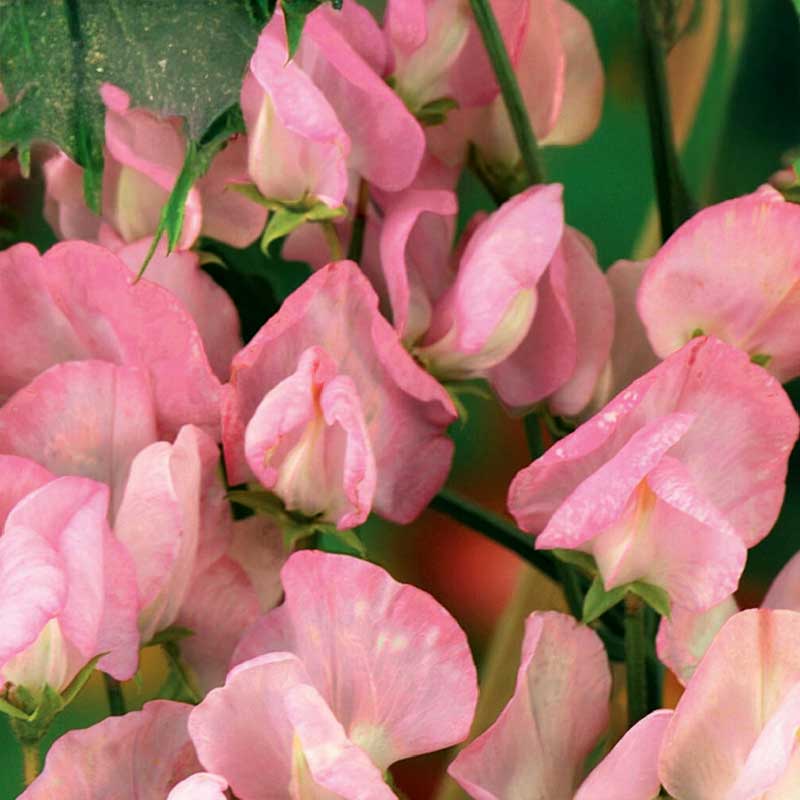 Duftwicke 'Royal Rose'