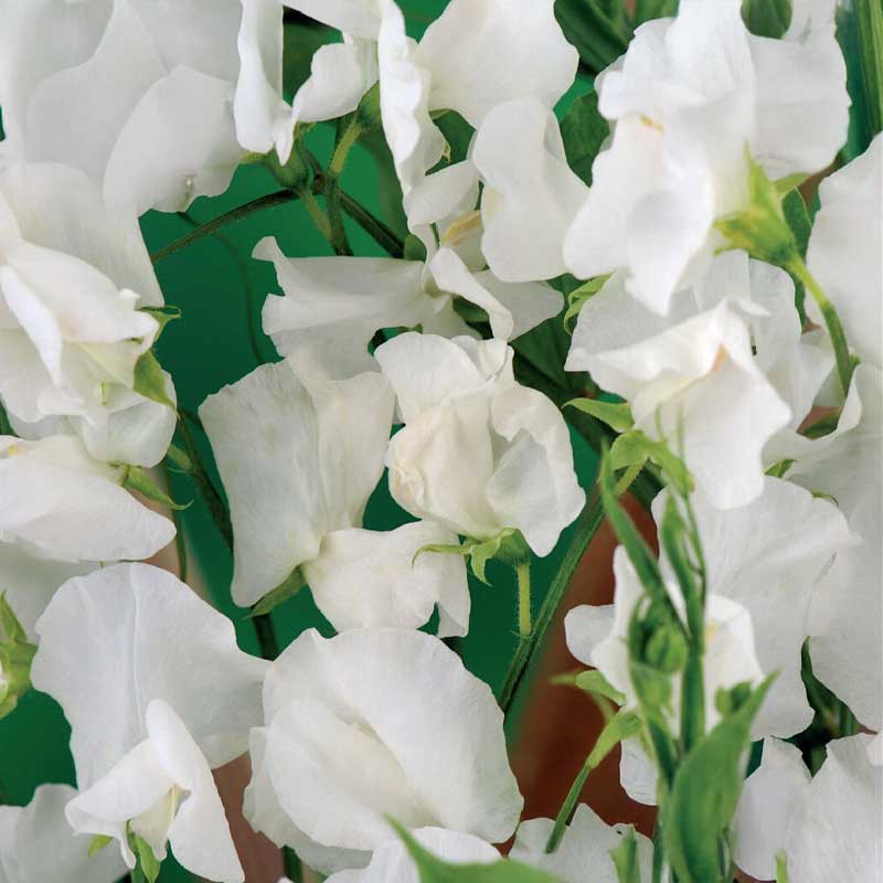 Duftwicke 'Royal White'