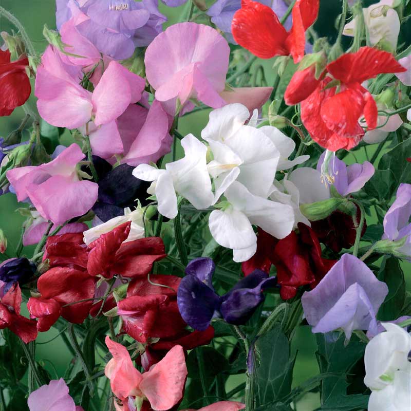 Duftwicke 'Royal Mix' Big pack
