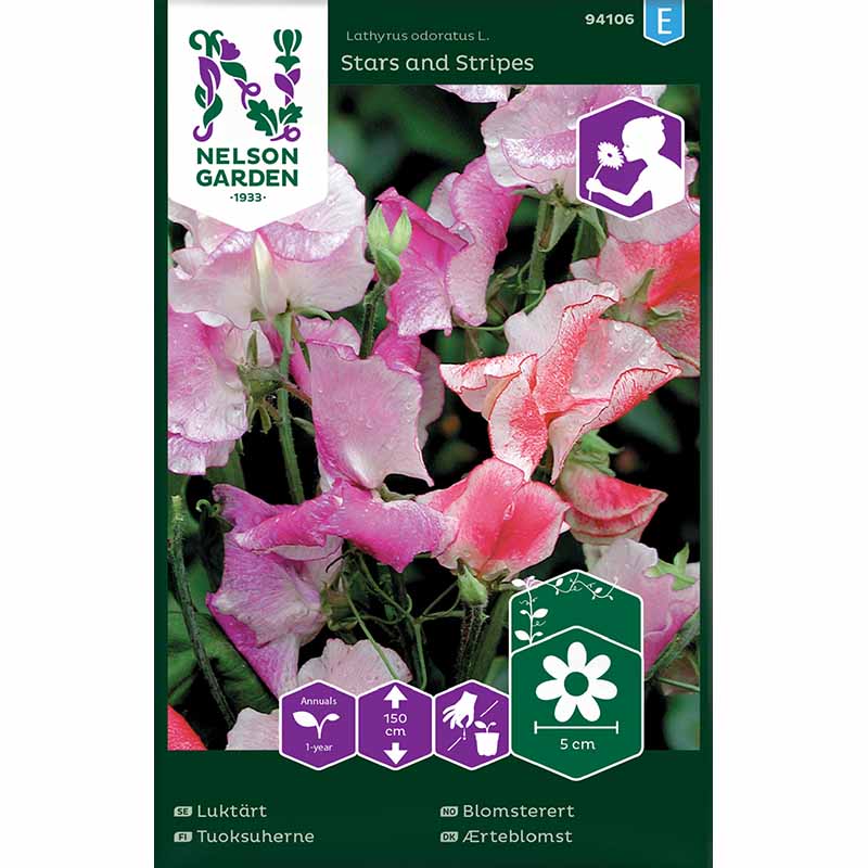 Duftwicke 'Stars and Stripes'