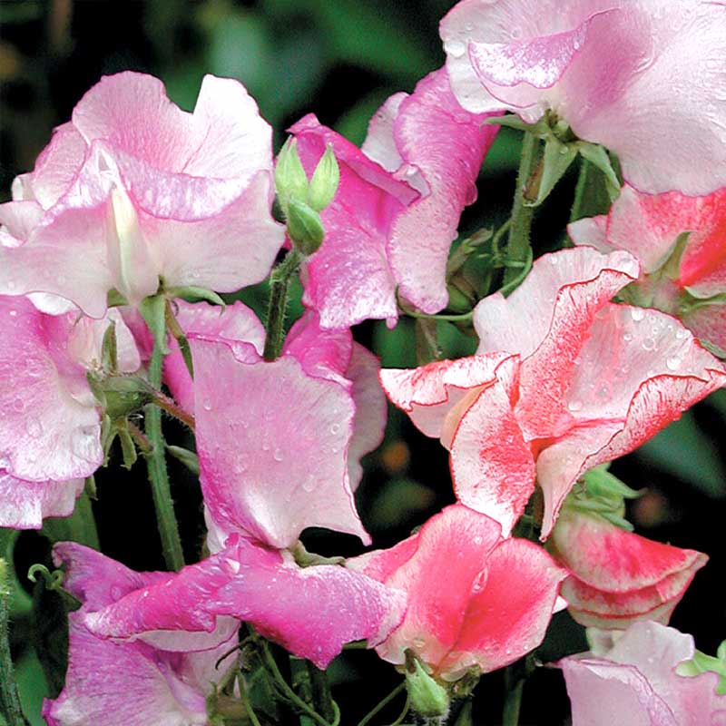 Duftwicke 'Stars and Stripes'