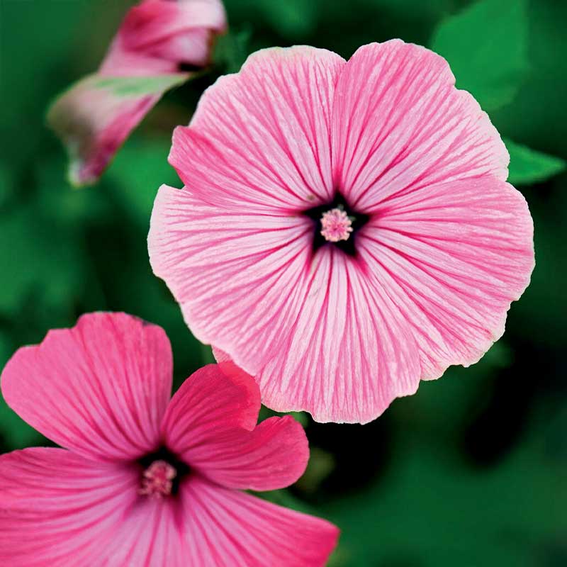 Sommermalve 'Silver Cup'