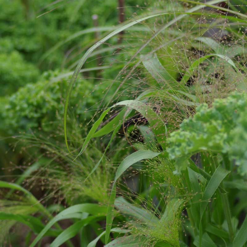 Ziergras 'Frosted Explosion'