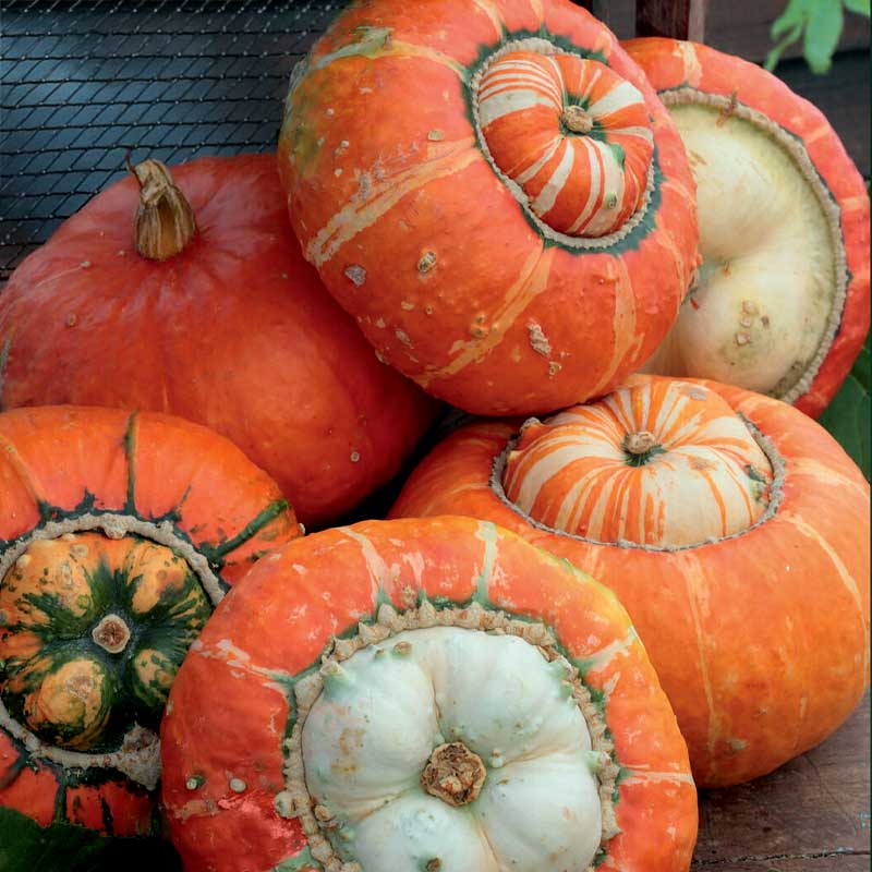 Zierkürbis 'Turk's Turban'