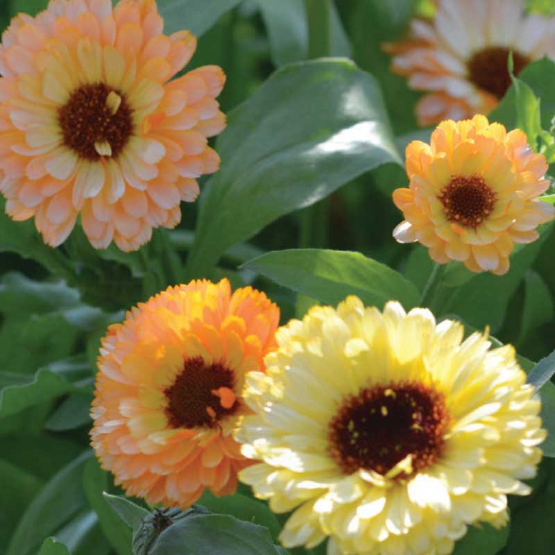Ringelblume 'Cantaloupe'