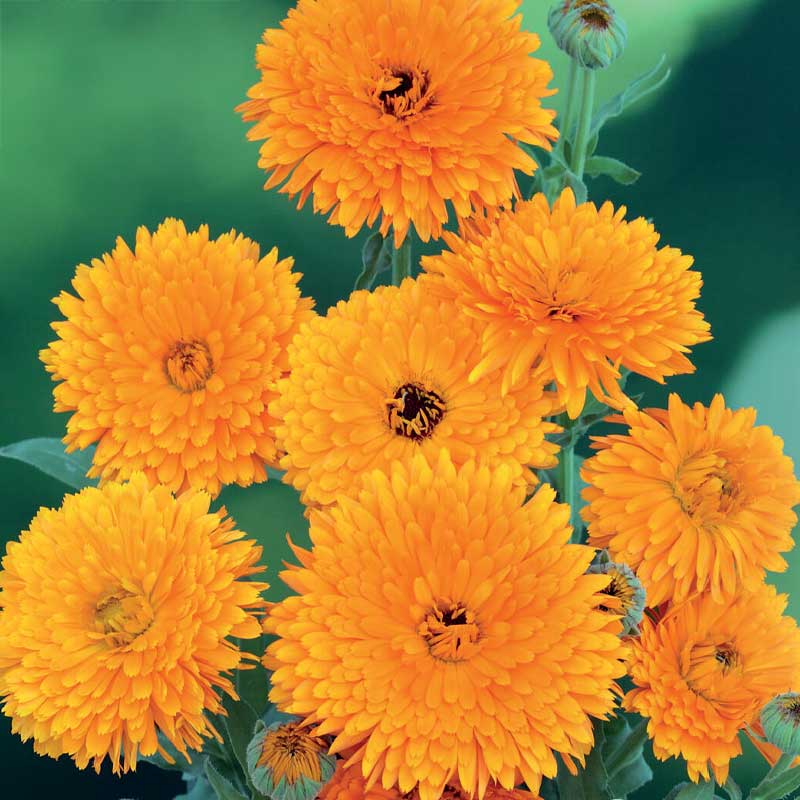 Ringelblume 'Pacific Beauty'