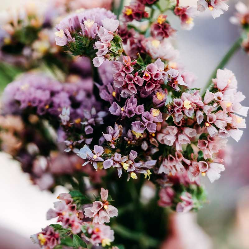 Blauer Strandflieder 'Cutie Apricot'