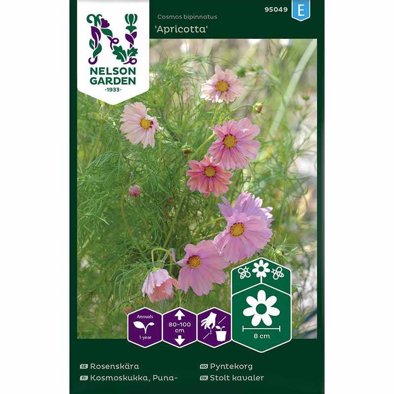 Kosmee 'Apricotta'