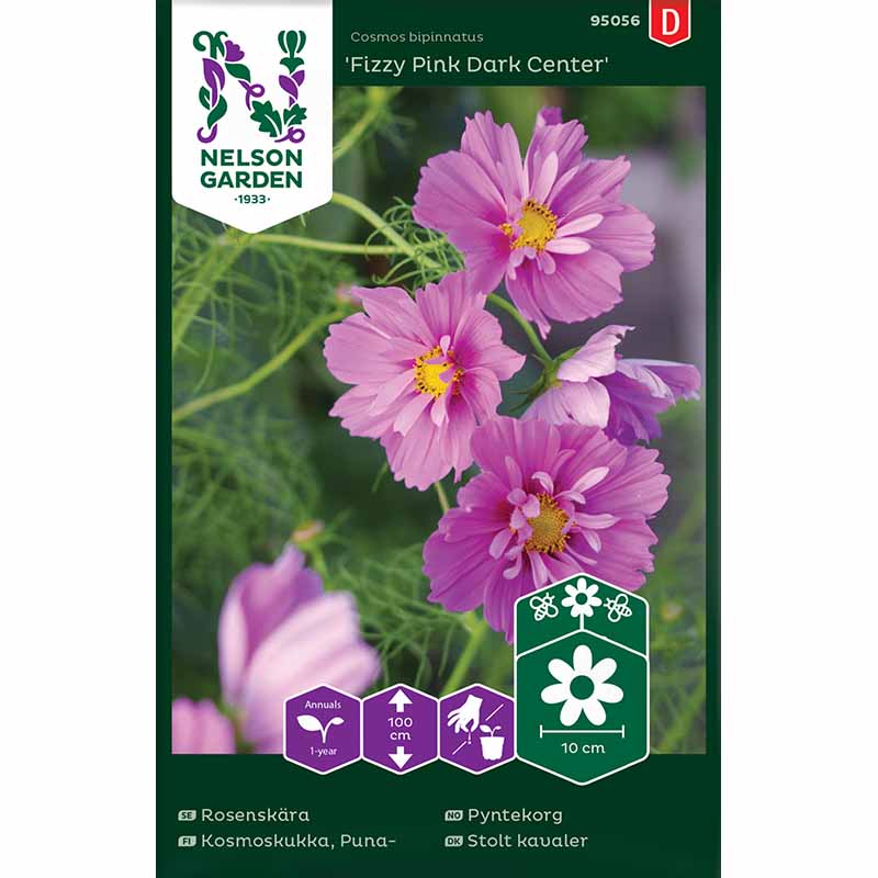 Kosmee 'Fizzy Pink Dark Center'