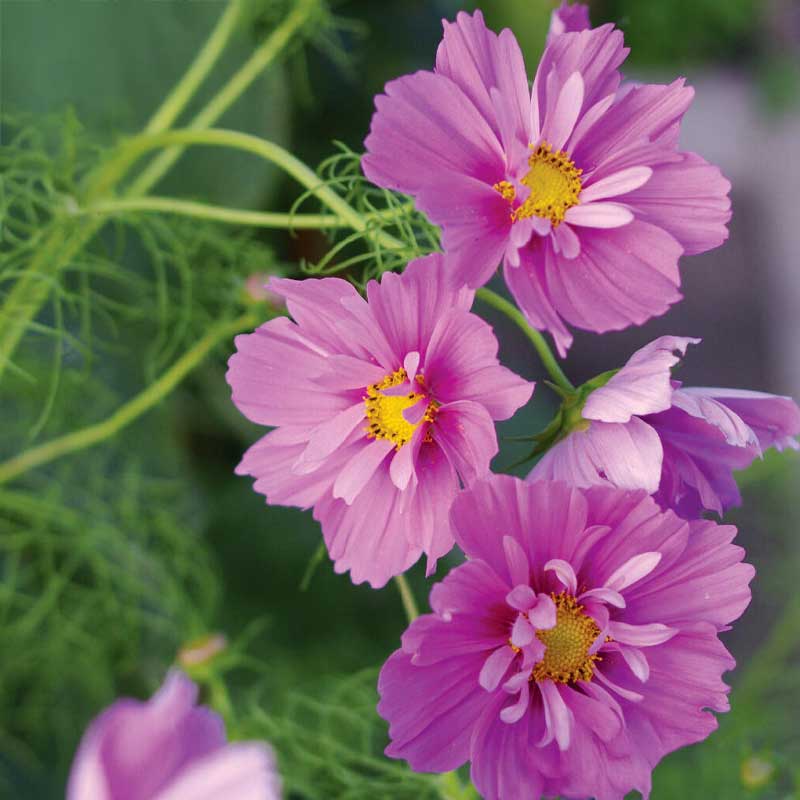 Kosmee 'Fizzy Pink Dark Center'