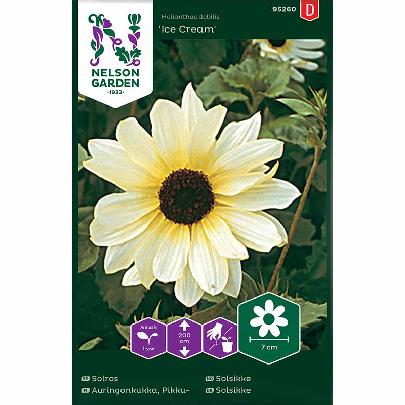 Sonnenblume 'Ice Cream'