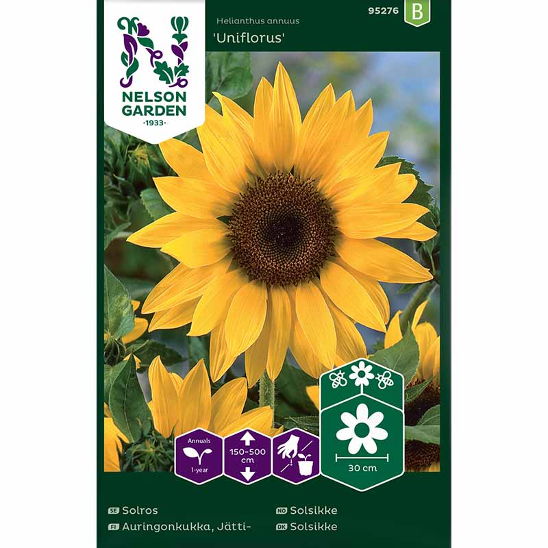 Sonnenblume 'Uniflorus'