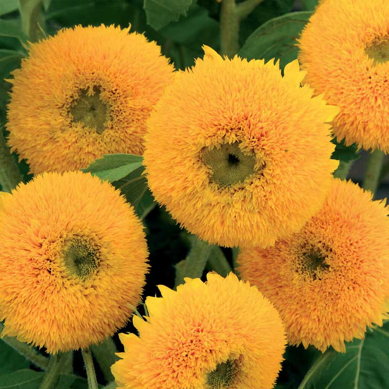 Sonnenblume 'Sungold'