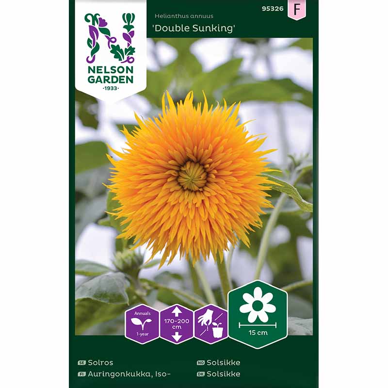 Sonnenblume 'Double Sunking'