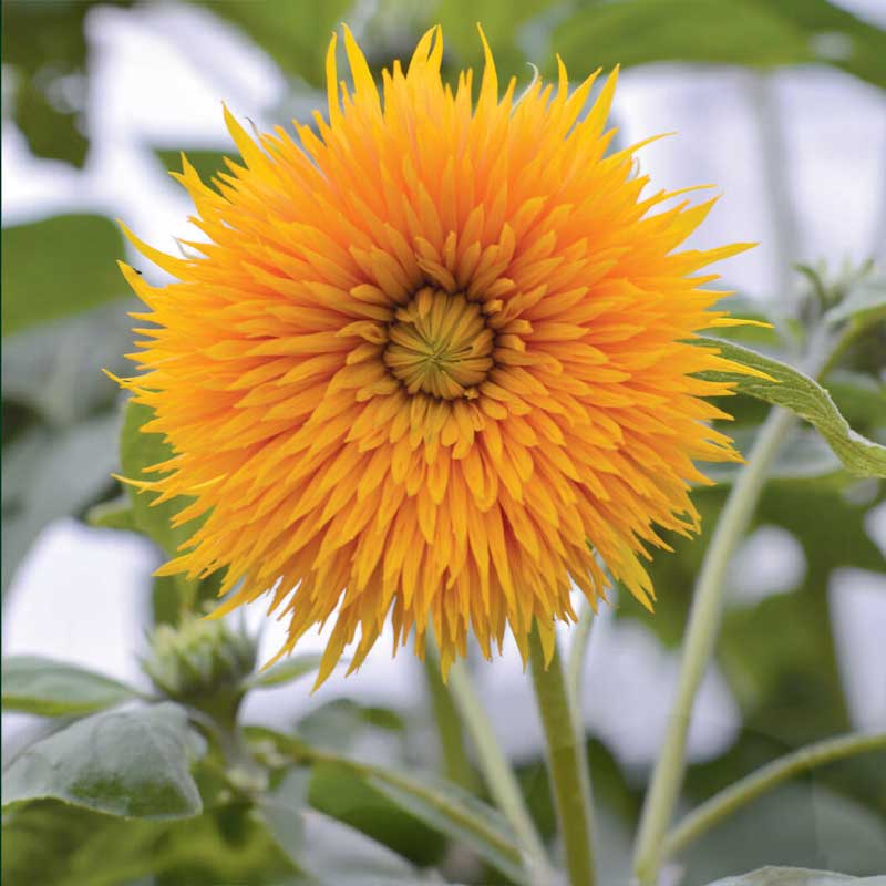 Sonnenblume 'Double Sunking'