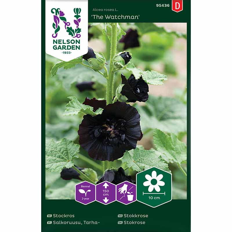 Stockrose 'The Watchman'