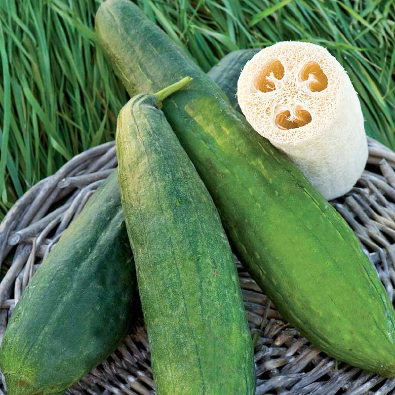 Mexikanische Minigurke