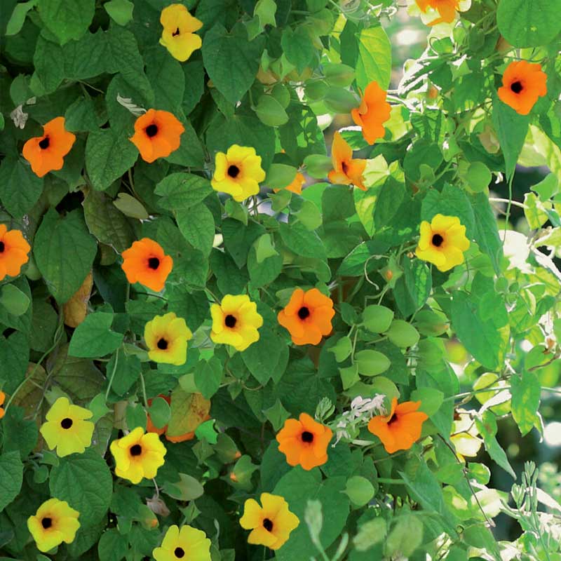 Schwarzäugige Susanne