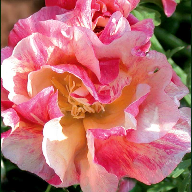 Schlafmützchen 'Rosa Romantica'