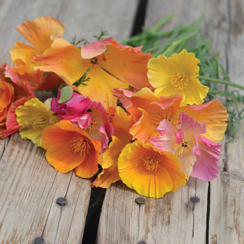 Schlafmützchen 'Candy mix'