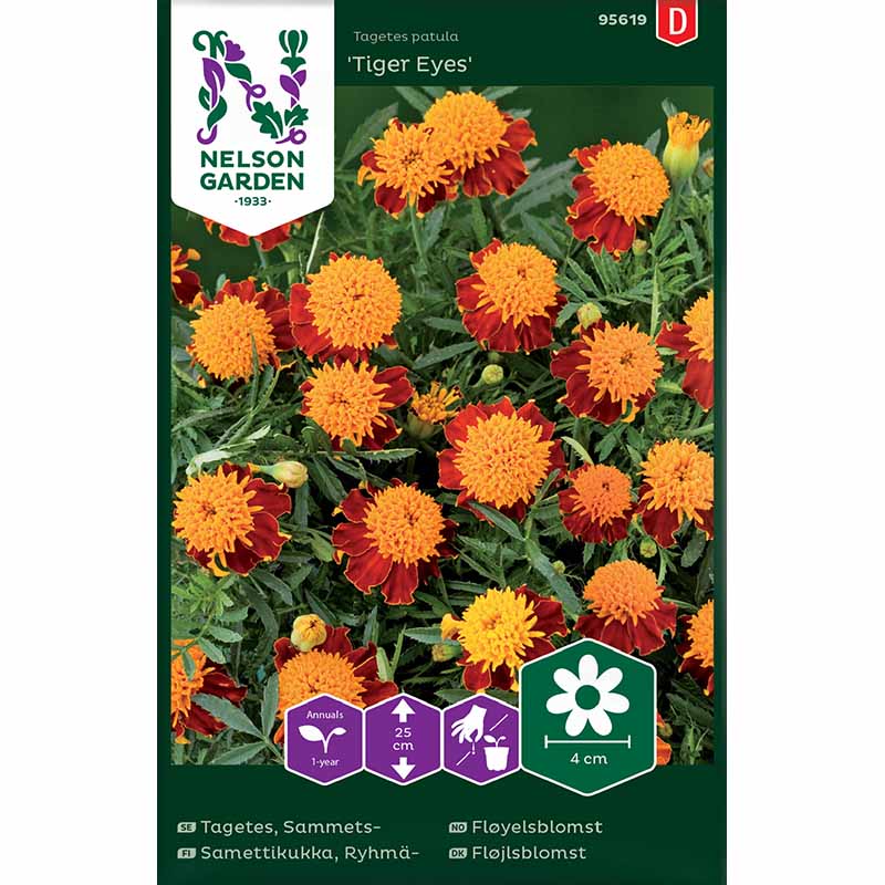 Studentenblume 'Tiger Eyes'