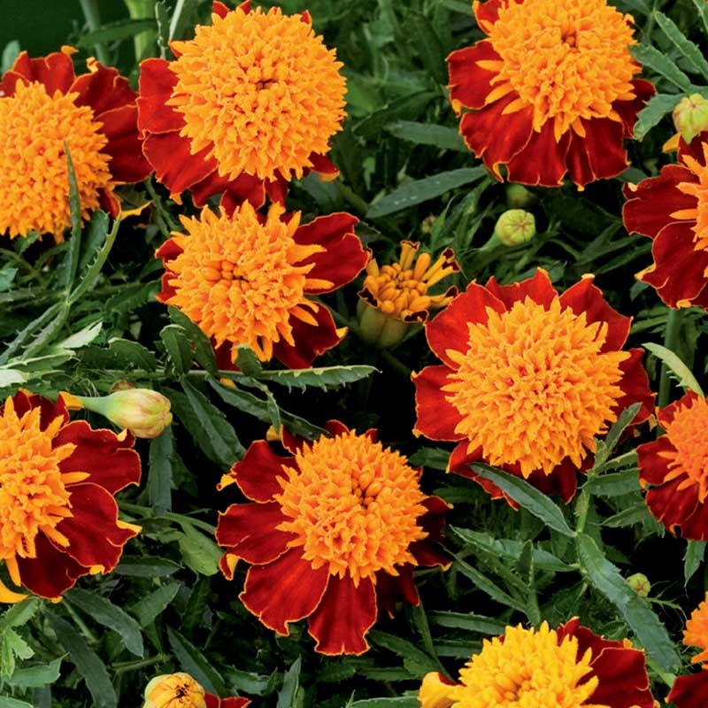 Studentenblume 'Tiger Eyes'