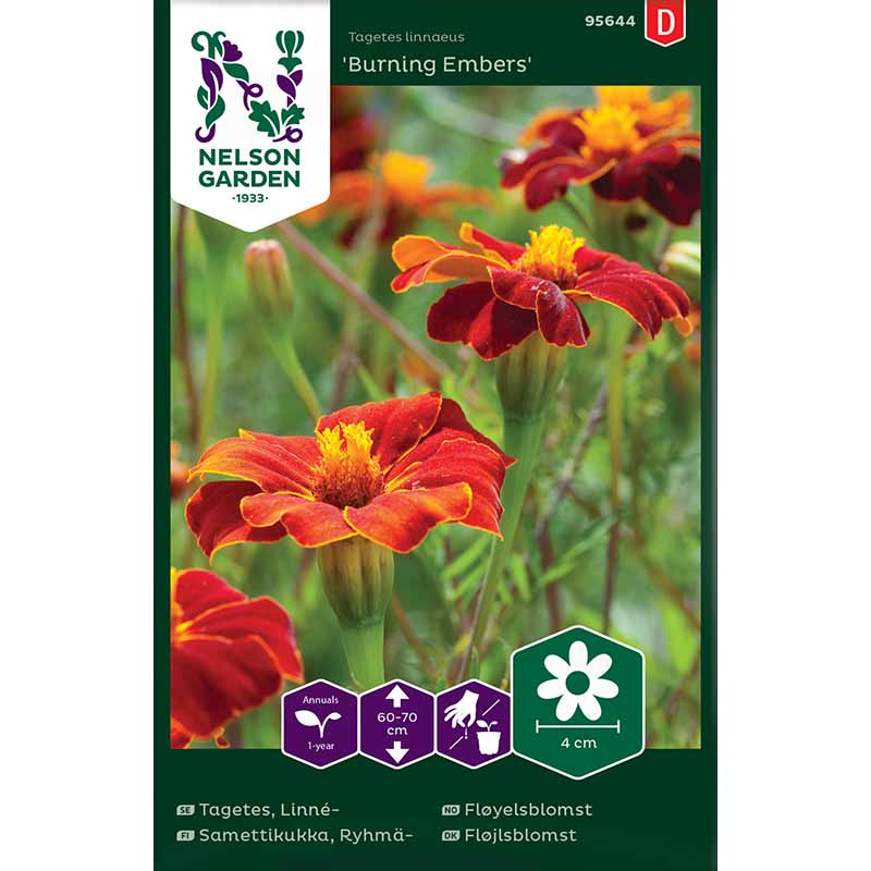 Linné-Tagetes 'Burning Embers'