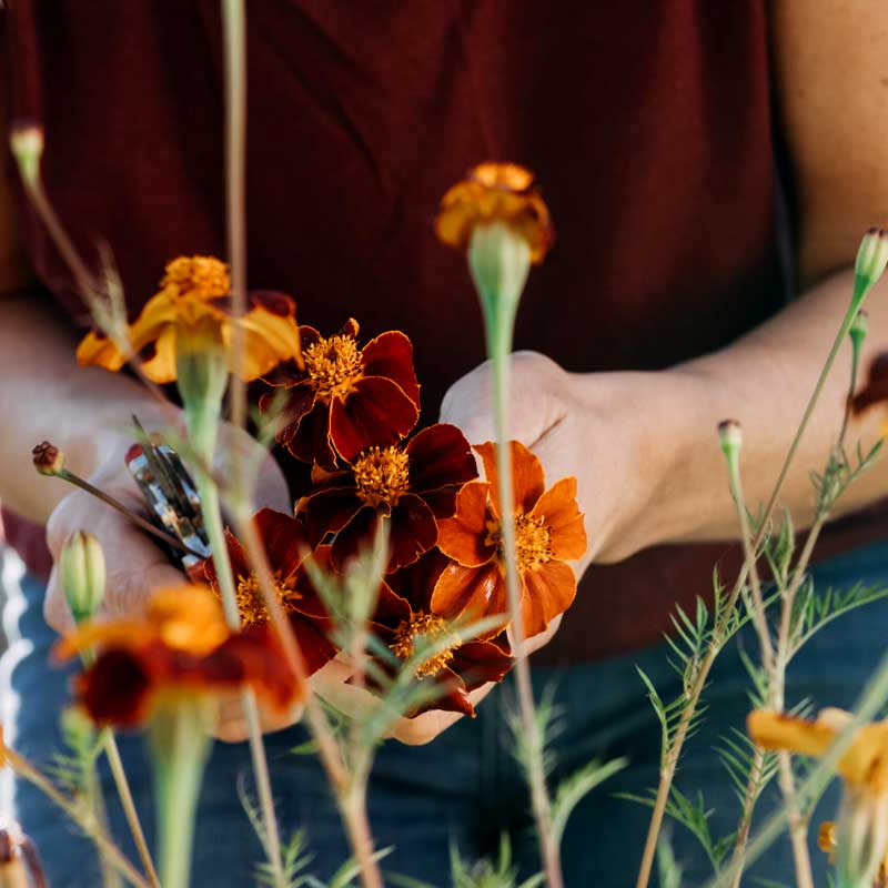 Linné-Tagetes 'Burning Embers'
