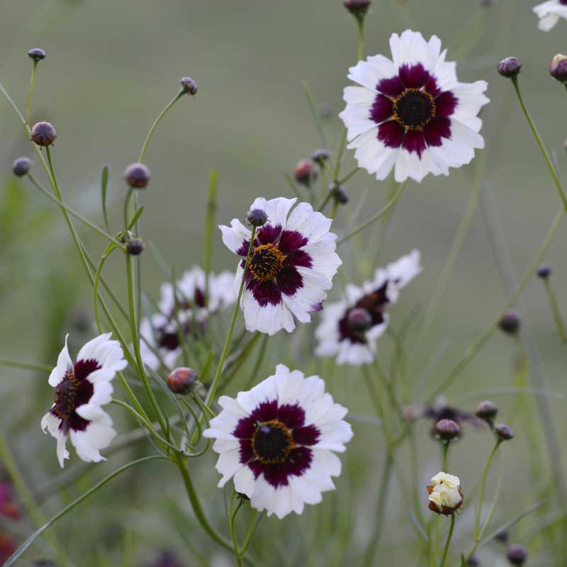 Tigerauge 'Incredible! Swirl'